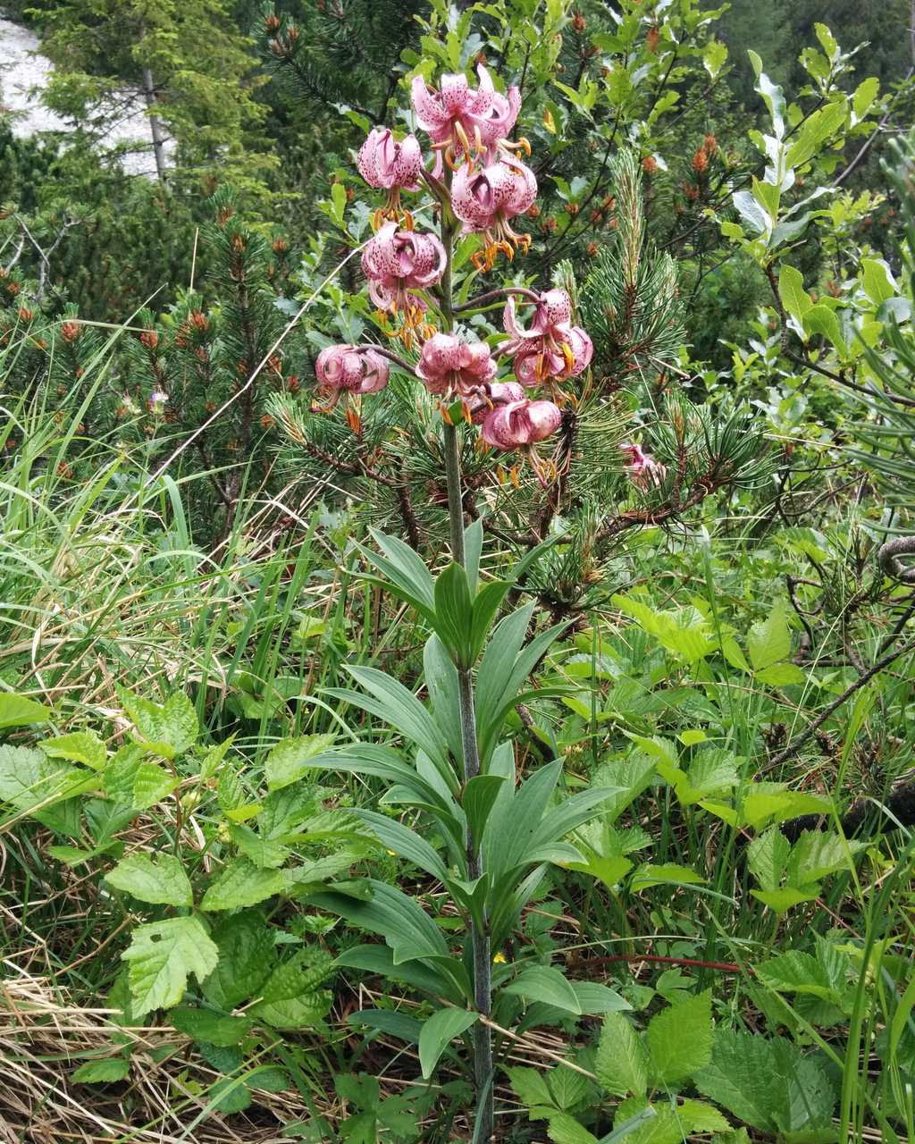 Lilium martagon / Giglio martagone